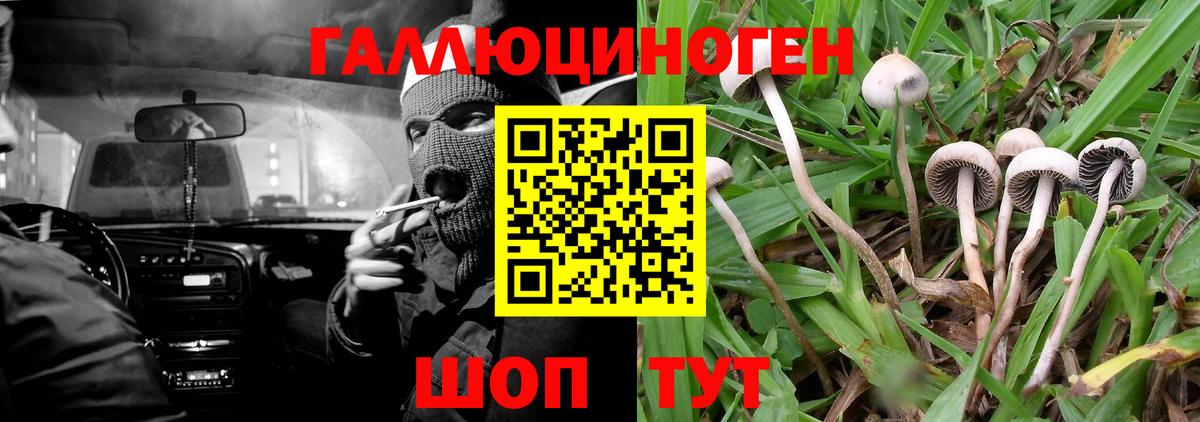 Псилоцибиновые грибы GOLDEN TEACHER  Вход с VPN  Псилоцибиновые грибы Magic Shrooms  Борзя 